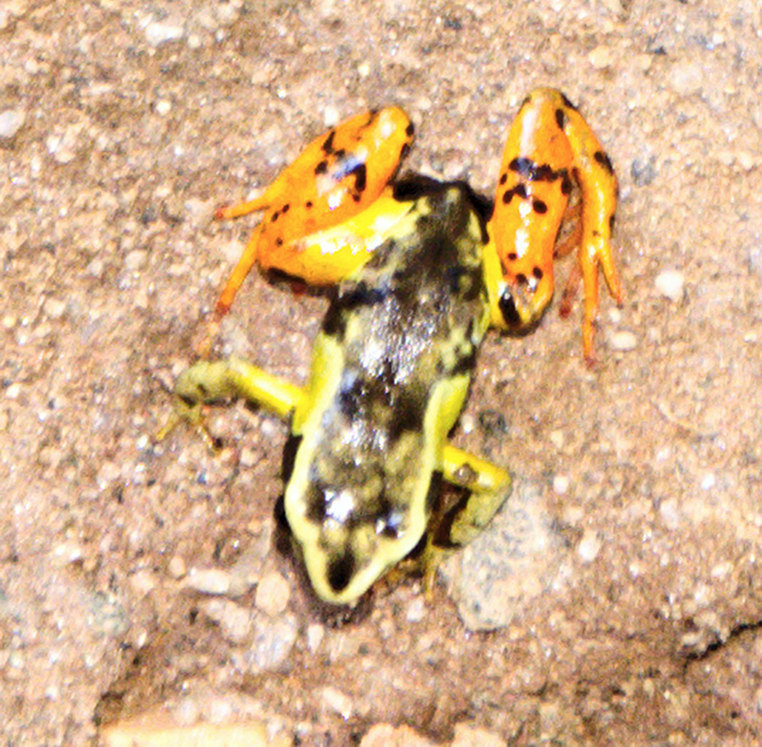 Mantella frog